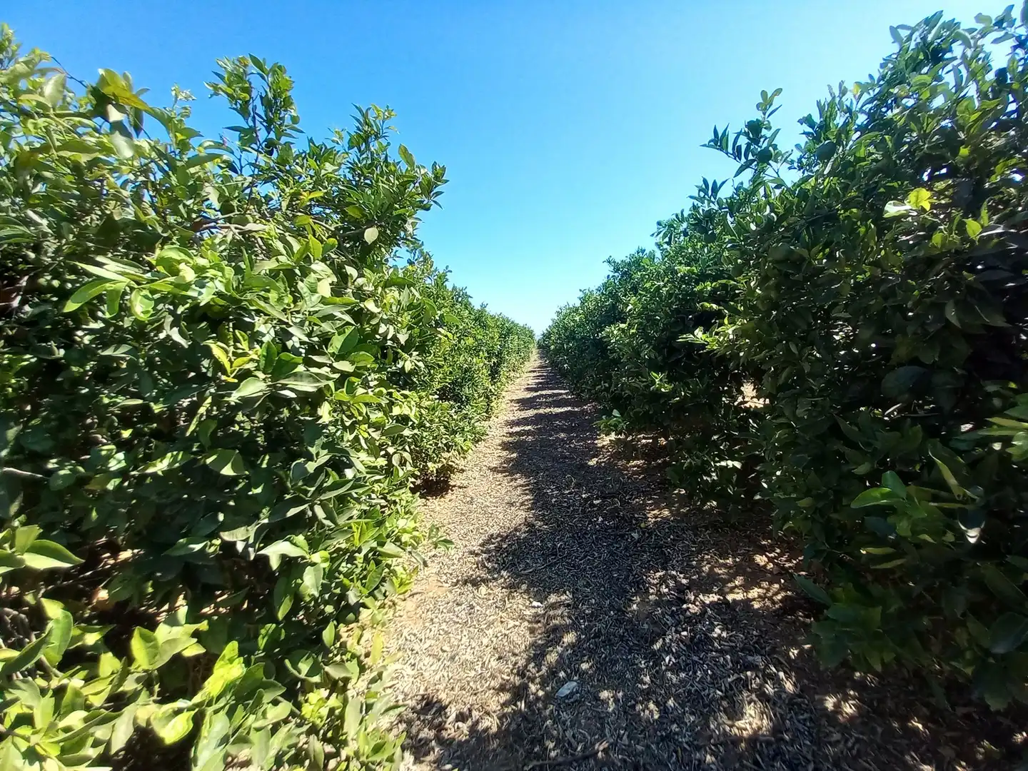 Exterior view of Land for sale in Vinaròs