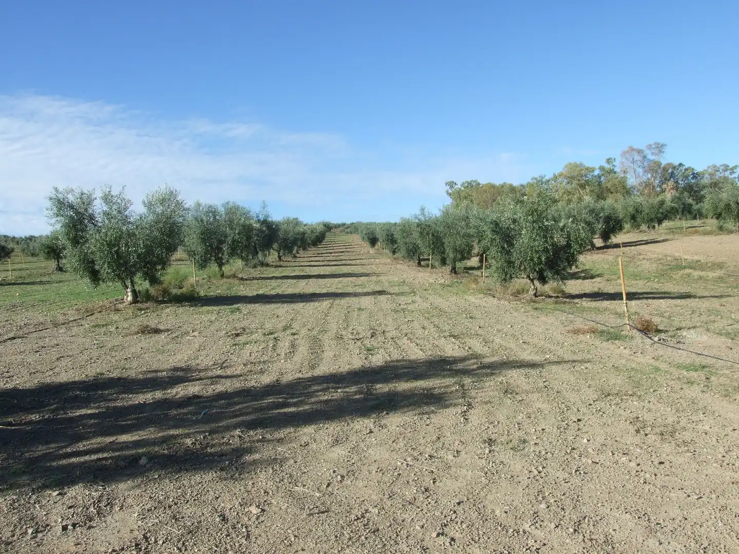 Terreno en venta en Calzadilla de los Barros