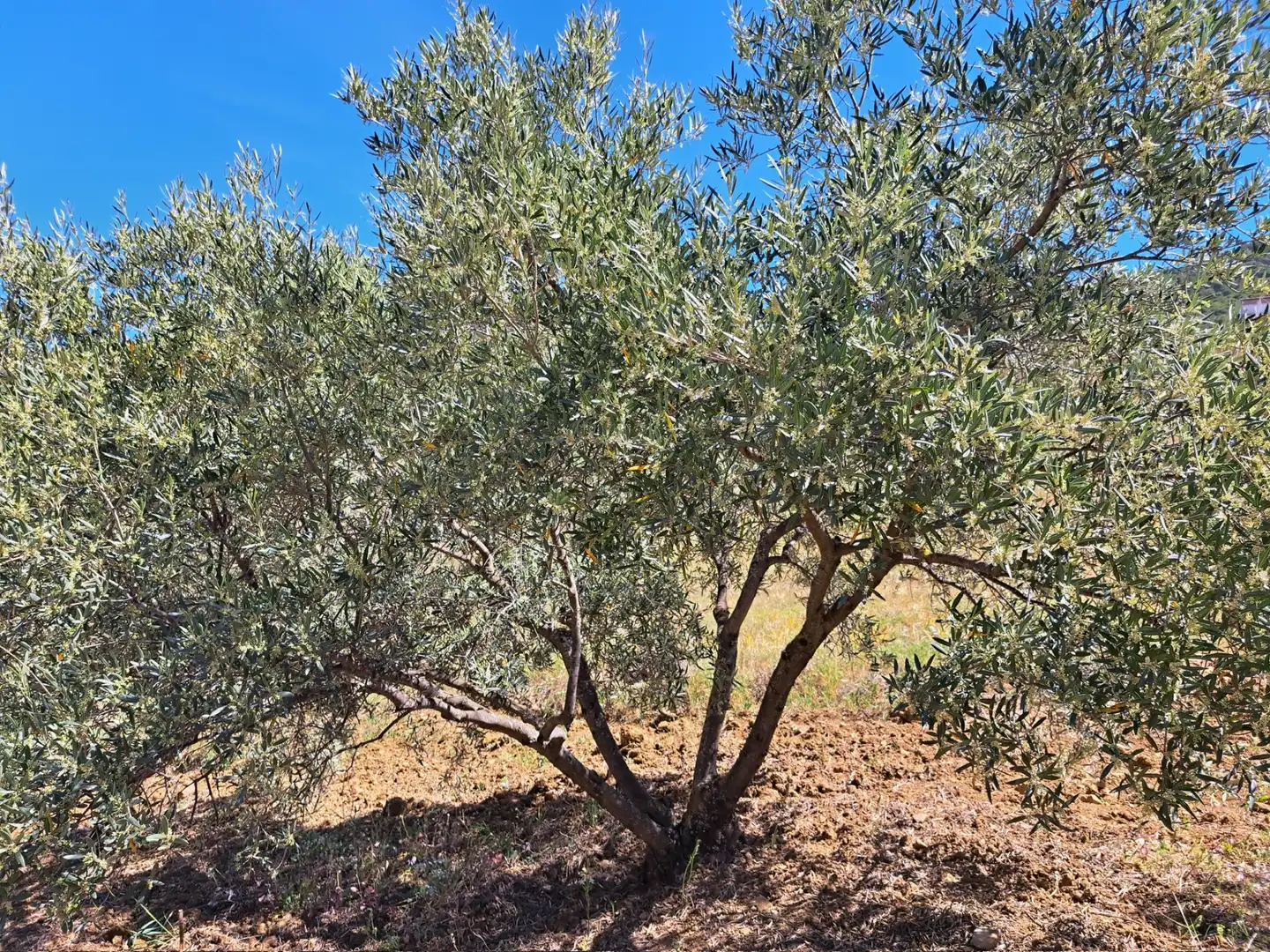 Rural land for sale in Carratraca, imagen 5