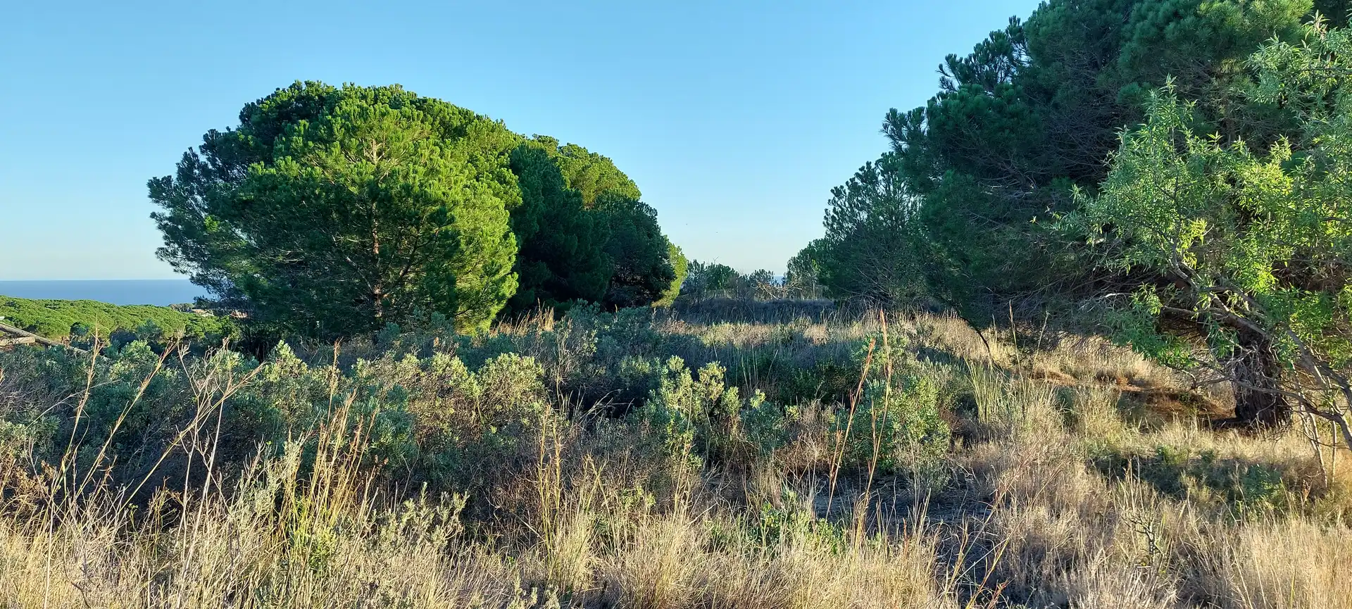 Rural land for sale in Calella, imagen 9