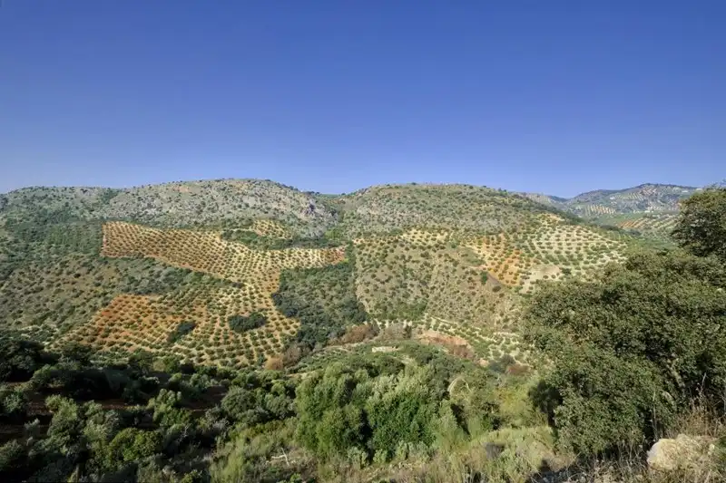Terreno rústico en venta en Algarinejo, imagen 8