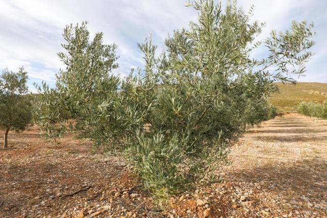 Terreno en Venta en Calle Polígono 1 CIJANCOS. VILLAMENA en Villamena