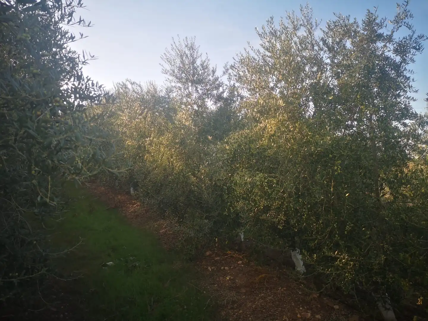 Rustikales Grundstück zum Verkauf in Fuente Palmera