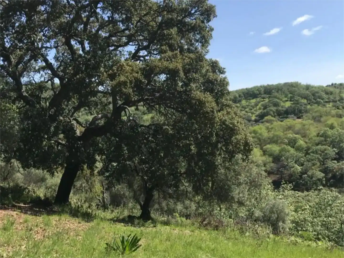 Terreno en venta en Calera de León