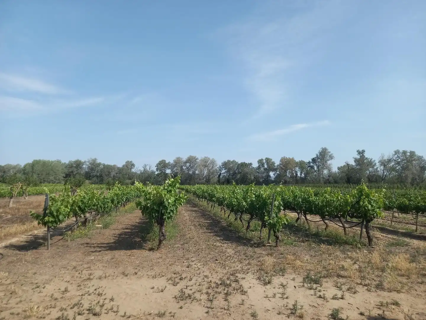 Lands and plots for sale in Ginestar, imagen 5