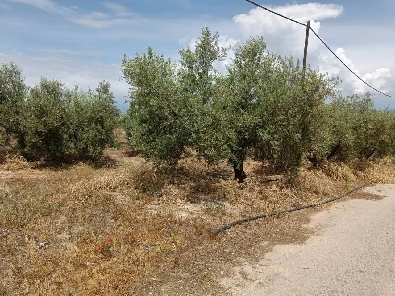 Rural land for sale in Moraleda de Zafayona, imagen 19