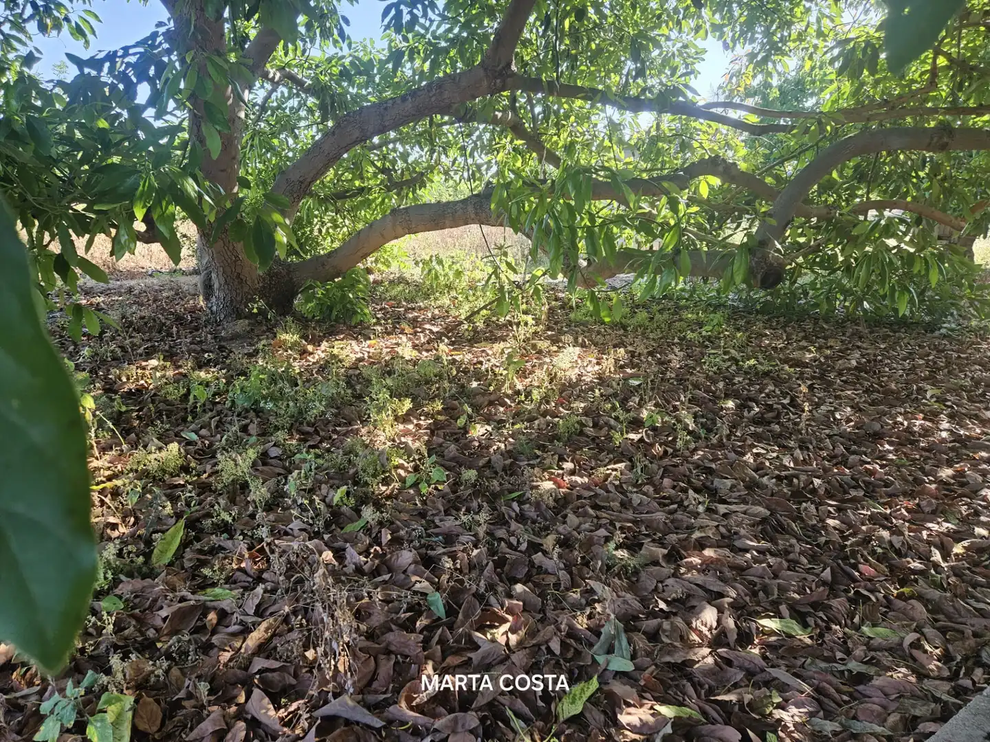 Terreno en venta en Almoines