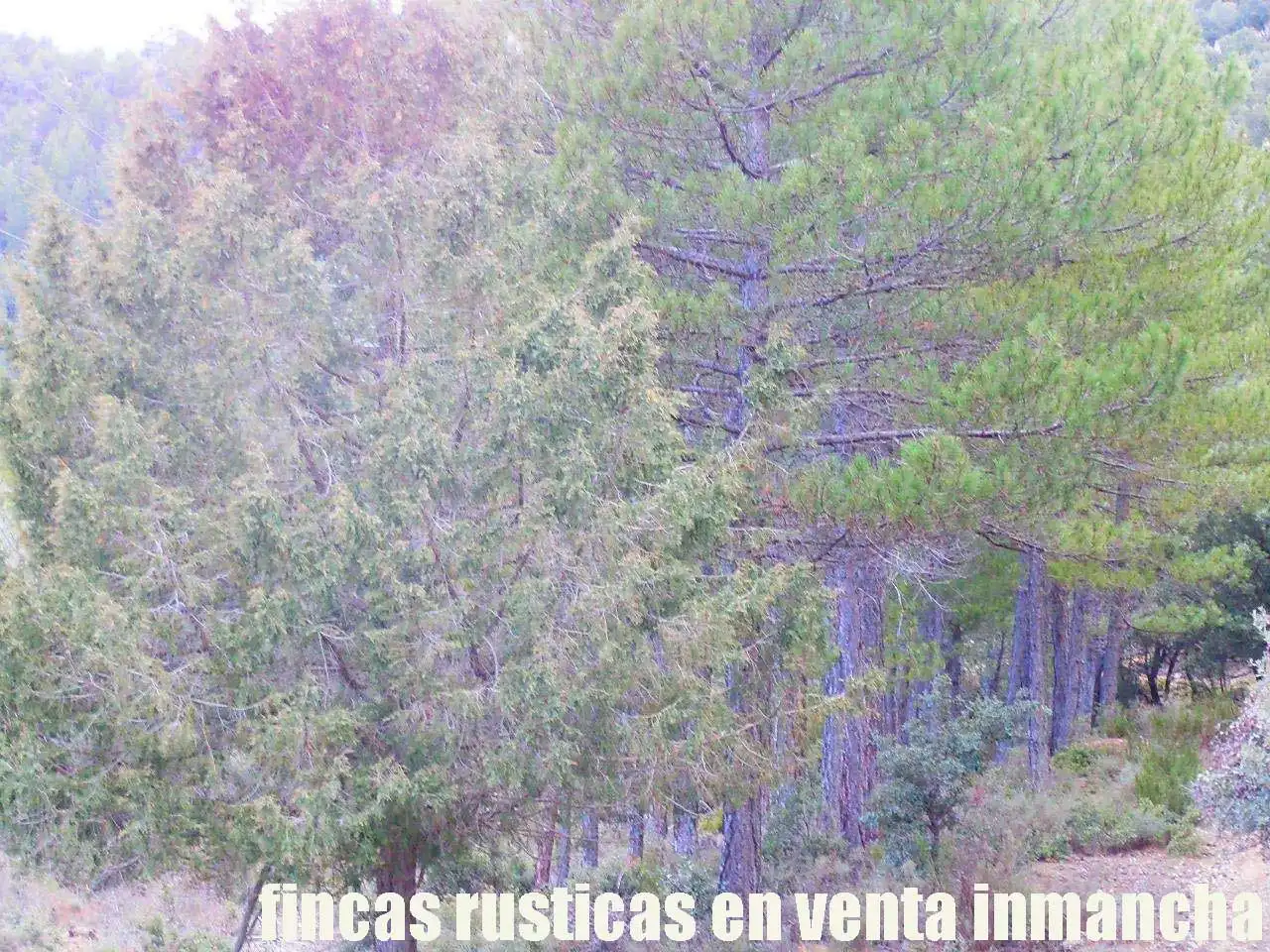 Terreni e lotti in vendita a Nerpio, imagen 14