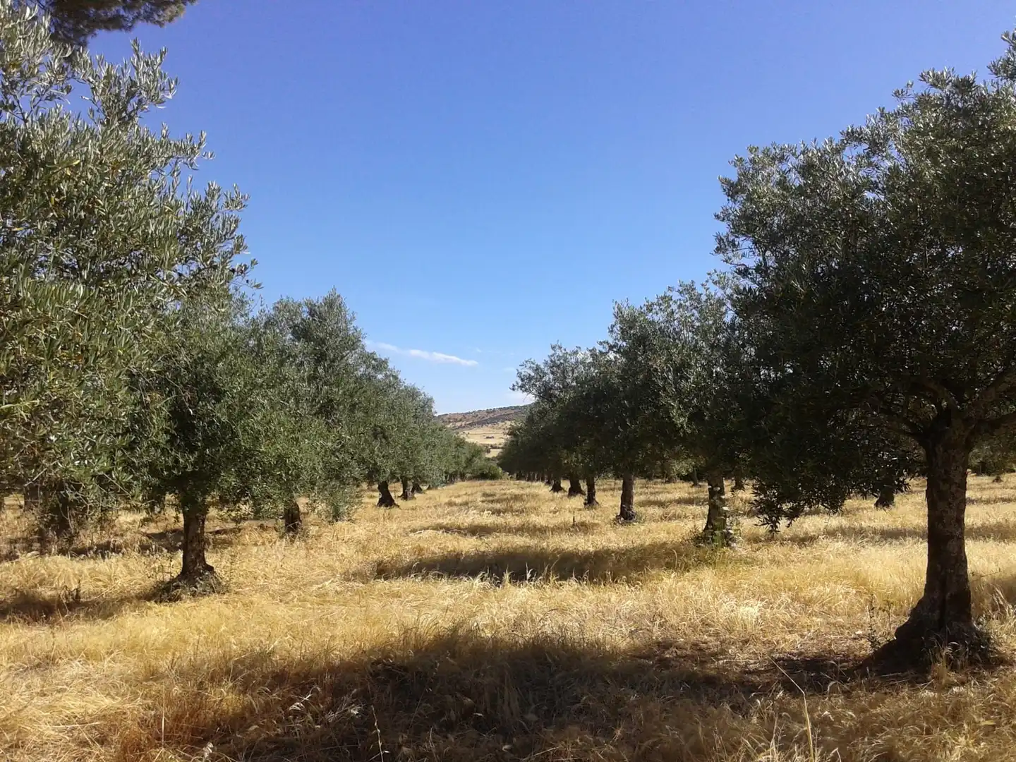 Terreni e lotti in vendita a Madroñera, imagen 10