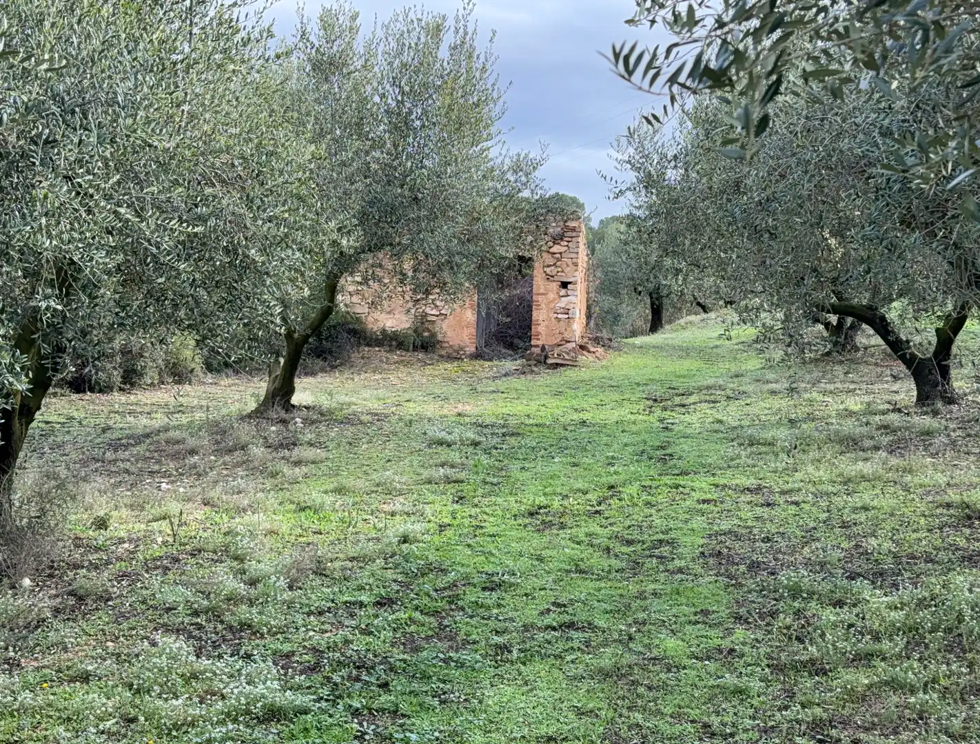 Terrain rustique à vendre à Camí de Vallmoll a Valls 17, imagen 8