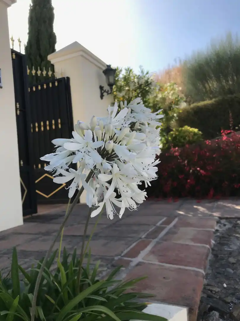 Casa con piscina en venta en Benahavís pueblo, imagen 20