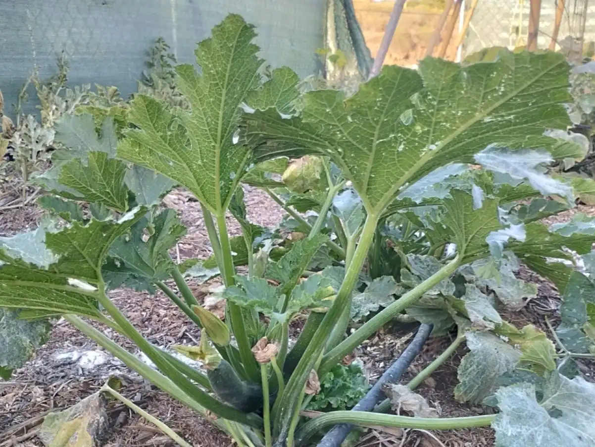 Garten von Grundstücke zur Miete in Candelaria