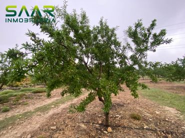 Rural land for sale in Guadahortuna