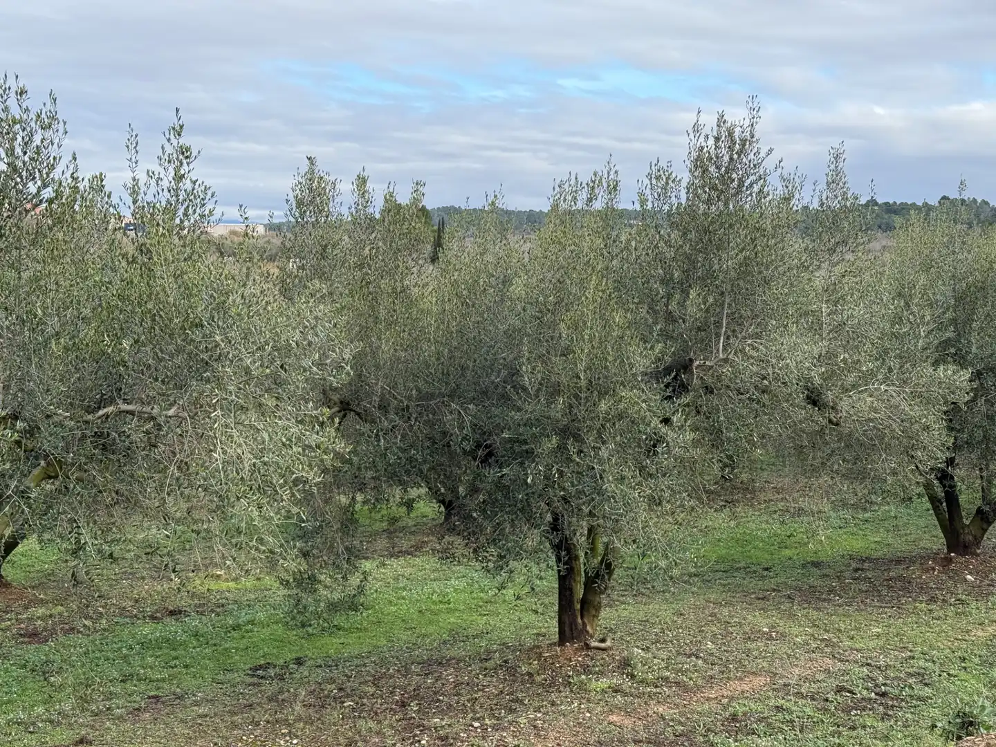 Terrain rustique à vendre à Camí de Vallmoll a Valls 17, imagen 15