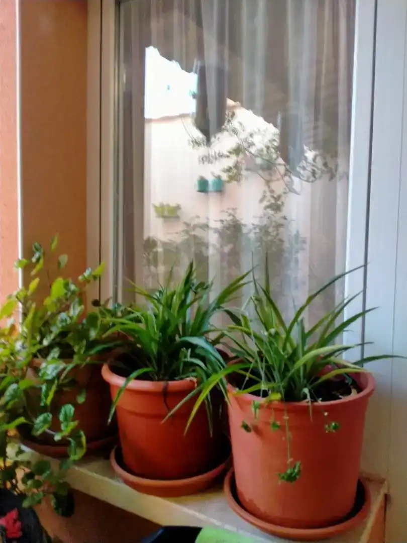 Terraza de Casa o chalet en venta en Malagón