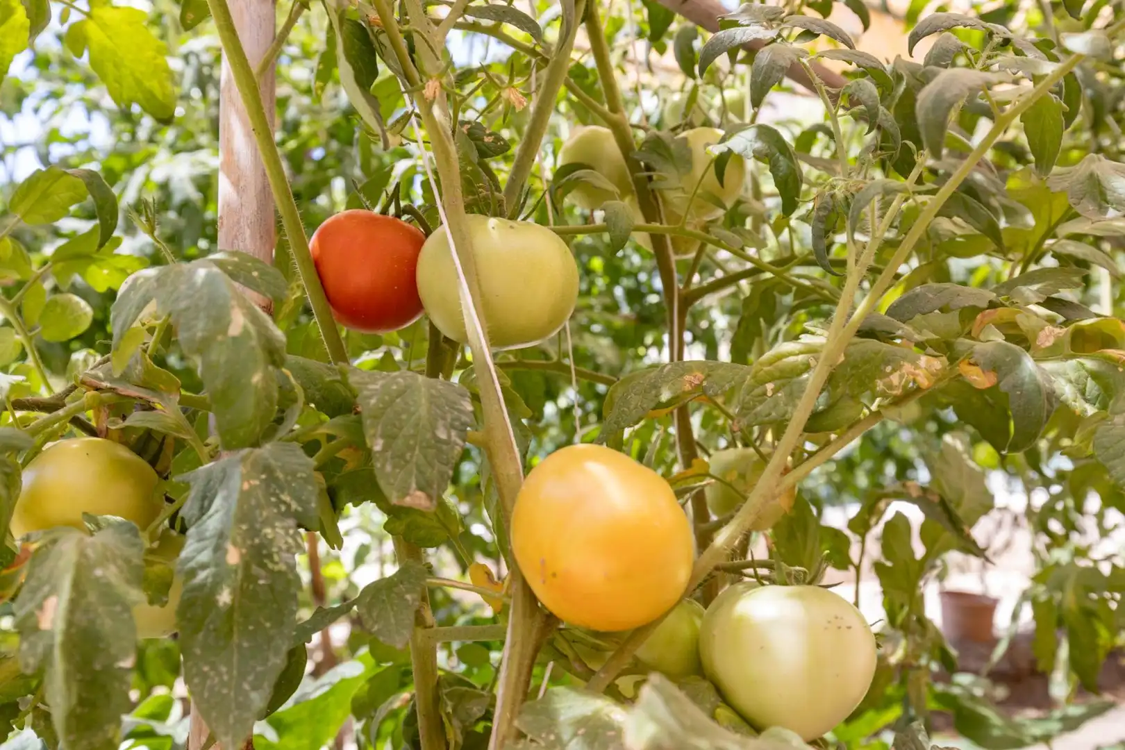 Jardí de Casa o xalet en venda en Las Gabias amb Piscina comunitària