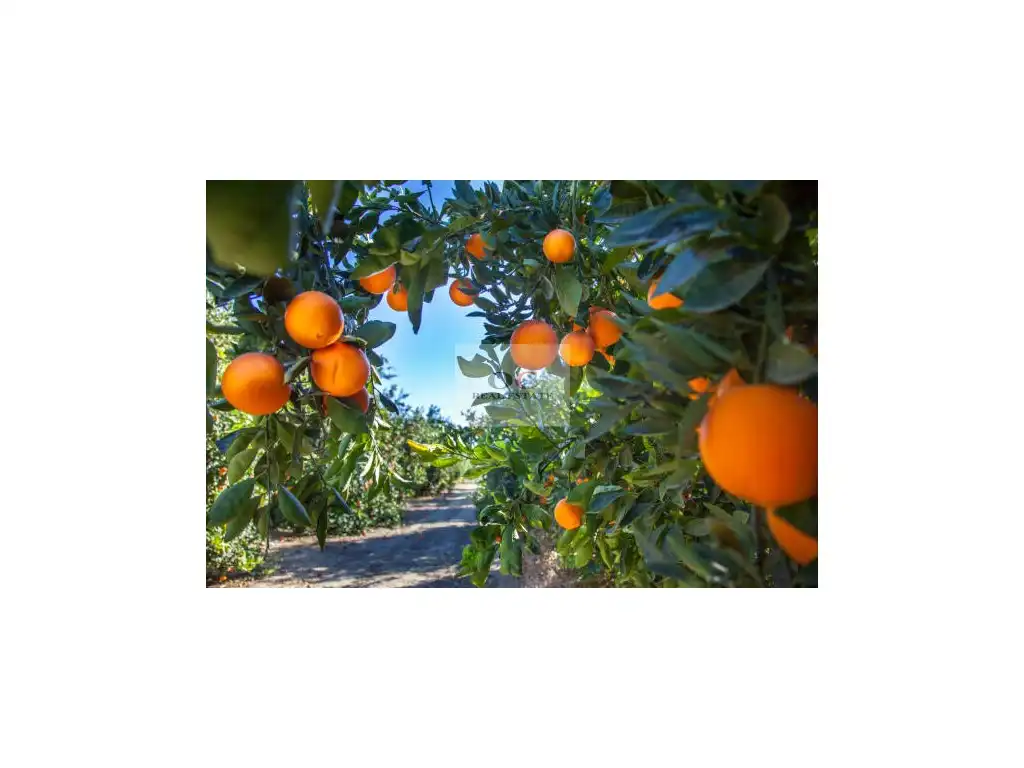 Lands and plots for sale in Ulea