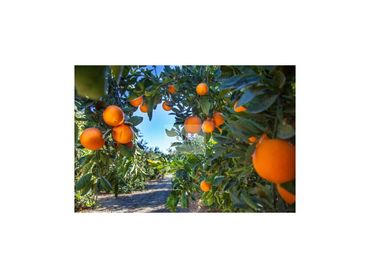 Terreni e lotti in vendita a Ulea