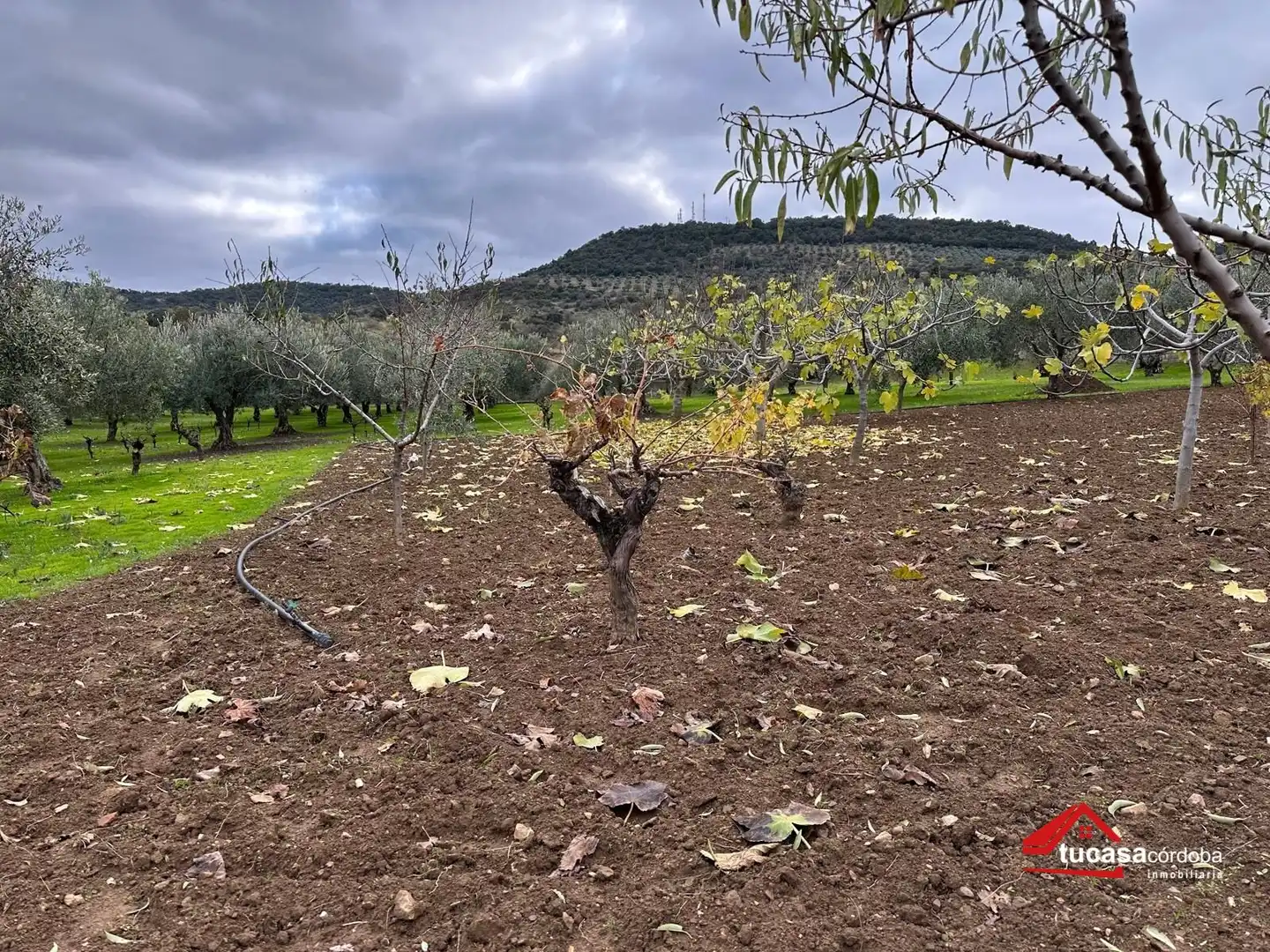 Terreno rustico in vendita a Villanueva del Rey, imagen 8