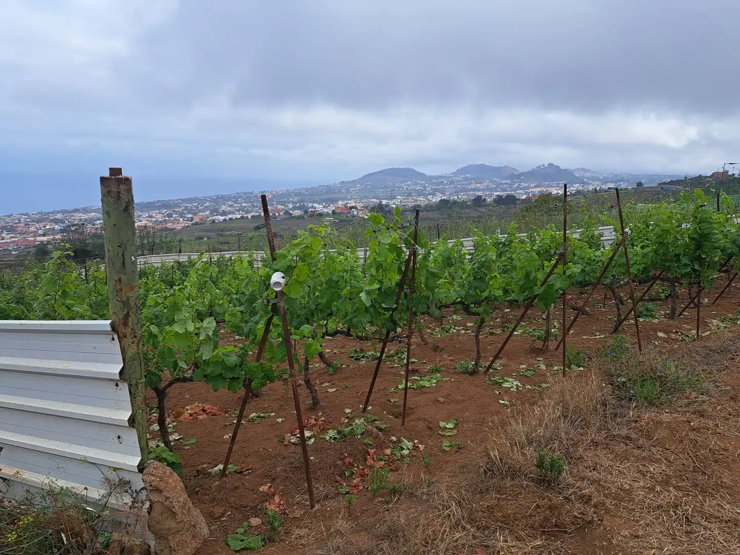 Rural land for sale in El Sauzal, imagen 32
