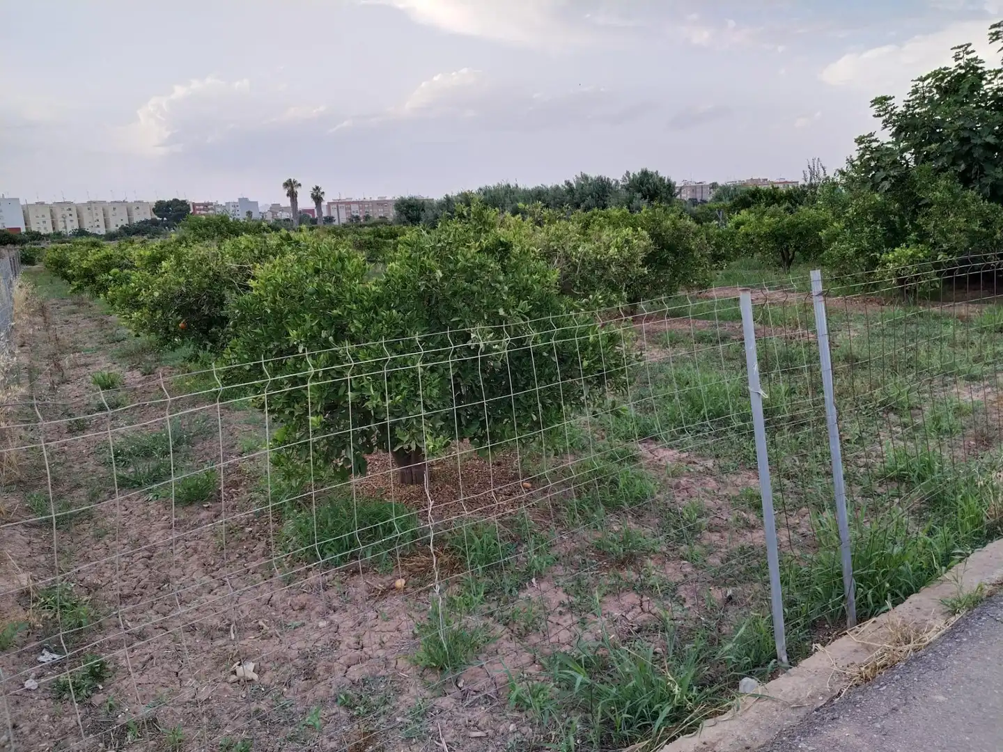 Terreno rústico en venta en Moncada, imagen 6