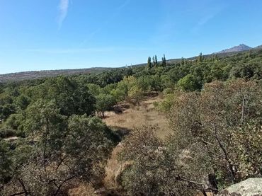 Rural land for sale in Miraflores de la Sierra