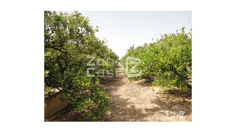 Finca Rustica  Venta Algemesí, imagen 2