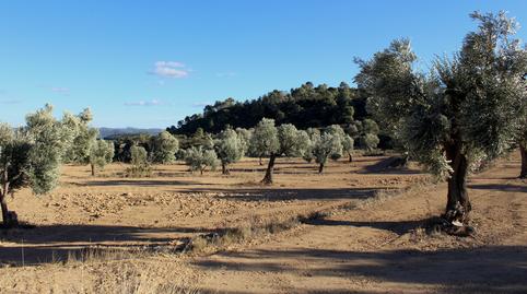 Foto 5 de Finca rústica en venda a Maella, Zaragoza