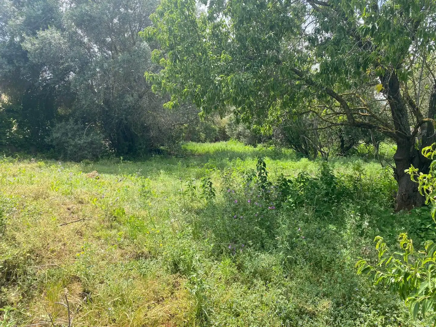 Terrain résidentiel à vendre à Poble, imagen 5