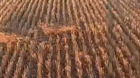 FINCA RUSTICA EN ALMAGRO, CIUDAD REAL, ESPAÑA, imatge 4