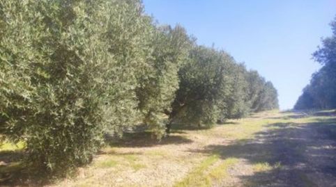 OLIVAR MARTEÑO 8X4, immagine 2