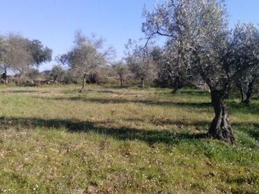 Terreno residenziale in vendita a Valsequillo