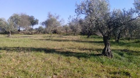 OLIVARES EN LAS PATUDAS
Parcelas de olivos en las Patudas con unas superficies de 1 hectárea y la otra de 1 fanega. Se encuentran