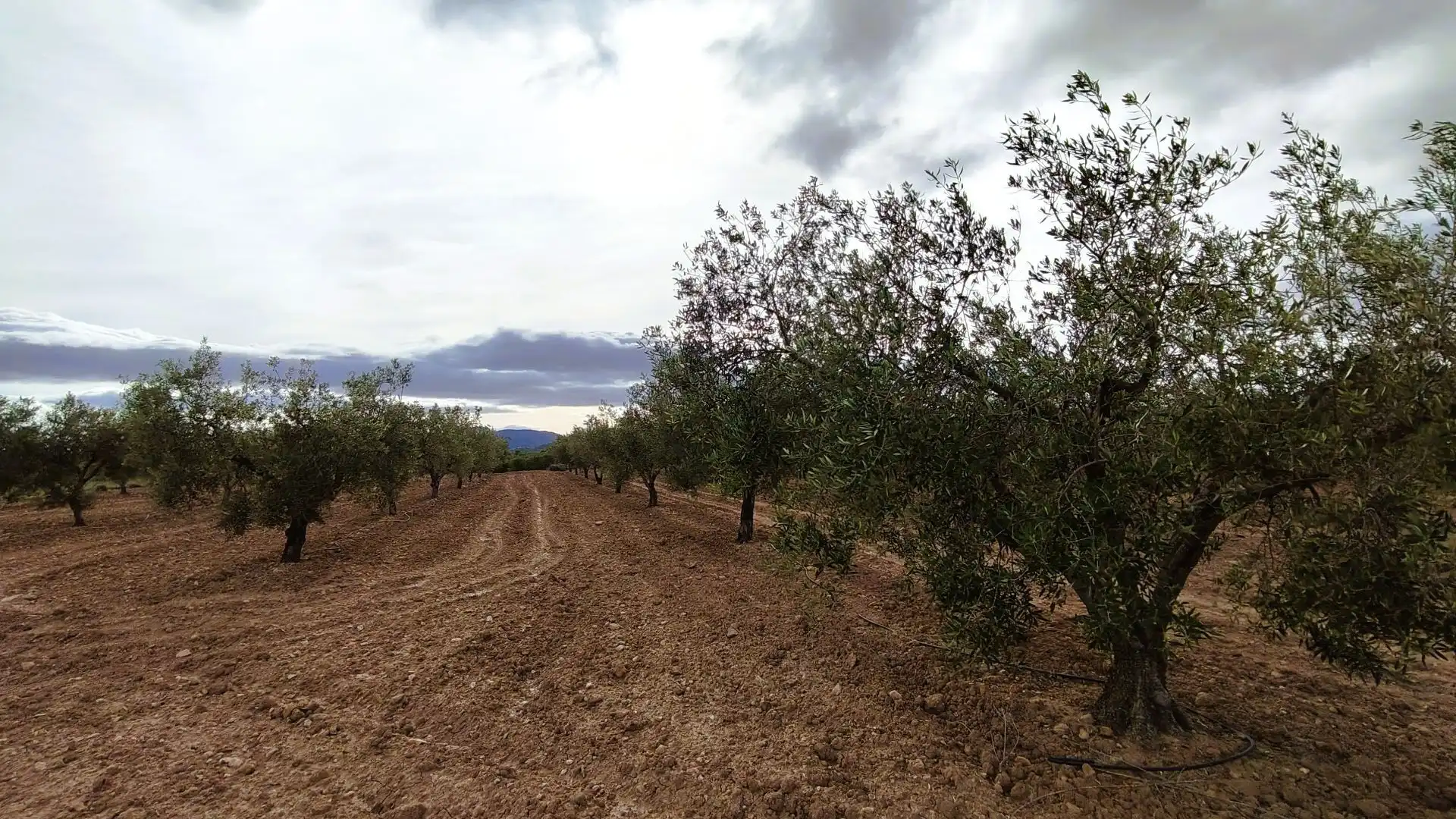 Terreny rústic en venda a Monóvar  / Monòver, imagen 12