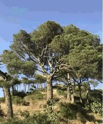 Terreny rústic en venda a Paraje Vilartagas, imagen 6