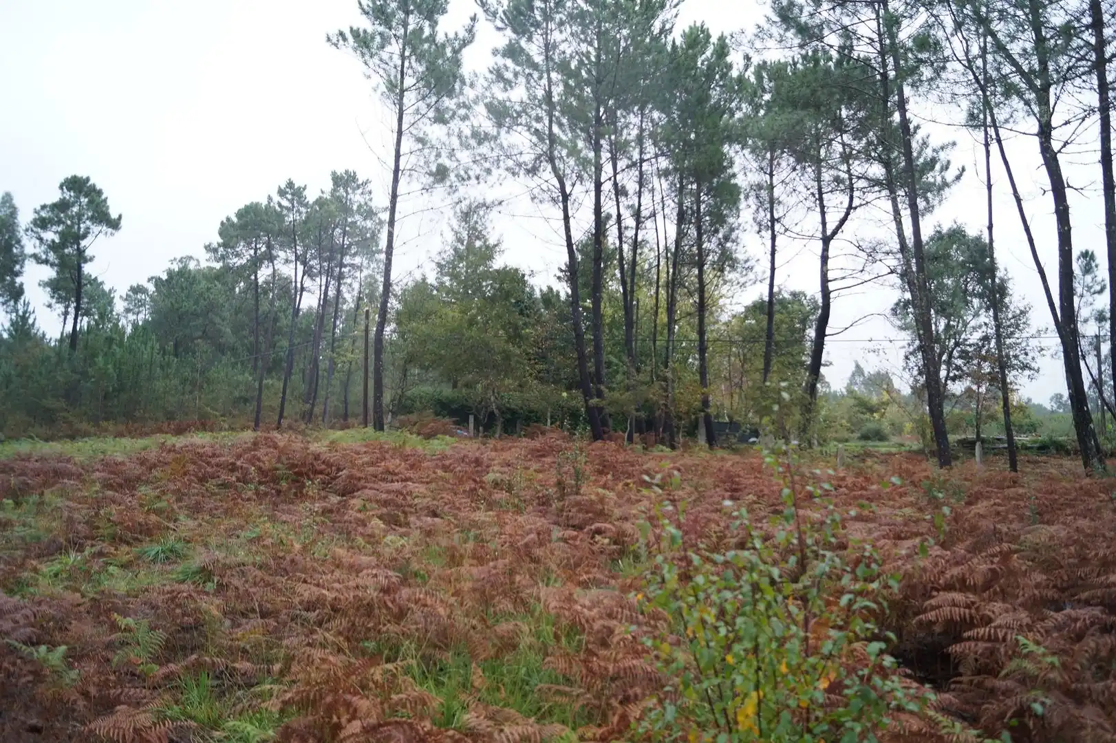 Wohnbaugrundstück zum Verkauf in Boiro, imagen 4