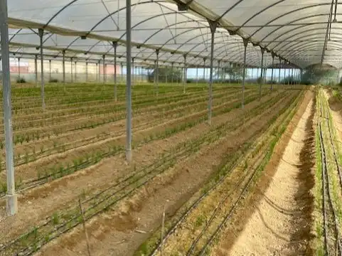 Jardí de Local en venda en Sanlúcar de Barrameda amb Aire condicionat