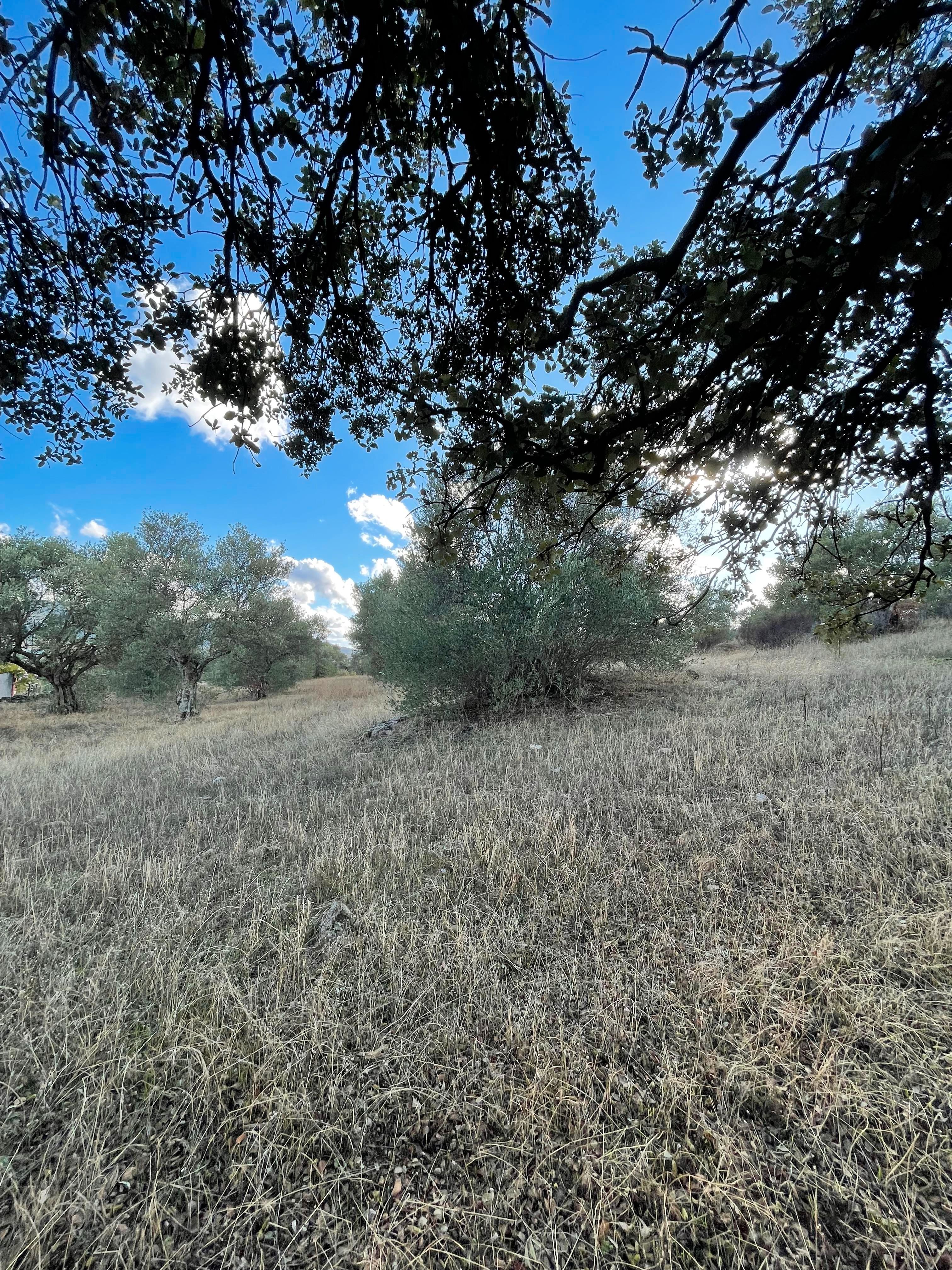 Land for sale in N/A, -1, Oliva de Plasencia
