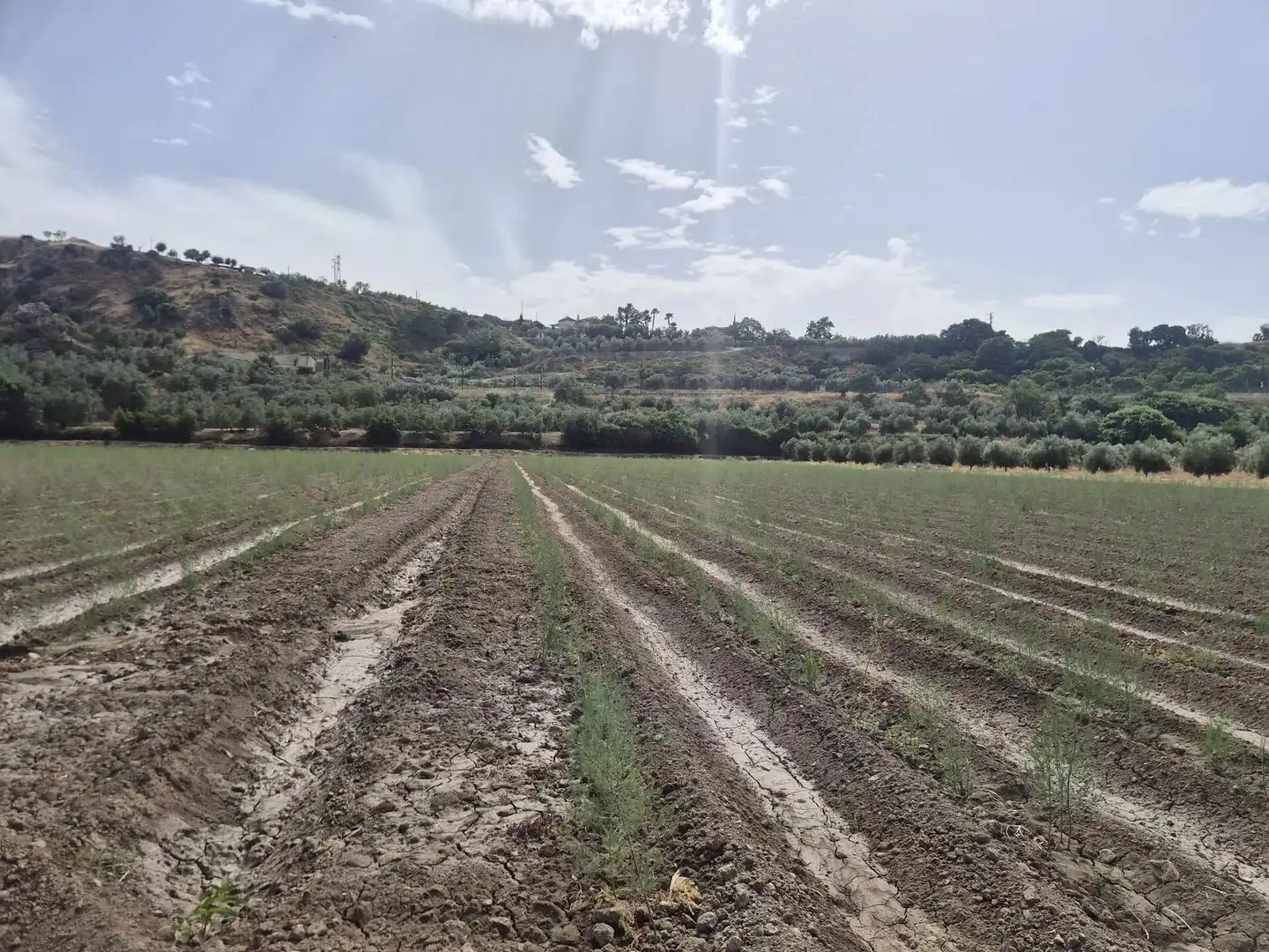 Terrain résidentiel à vendre à Loja, imagen 3