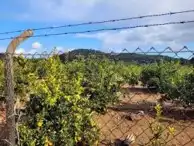 Terrain rustique à vendre à La Loma - Las Lomas, imagen 2
