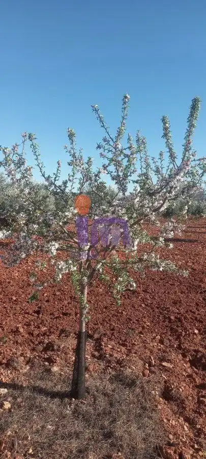 Jardí de Finca rústica en venda en Valdepeñas