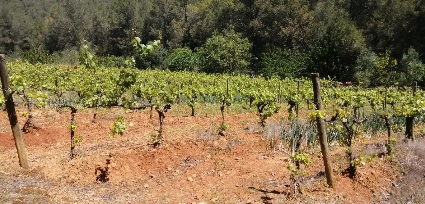Terreny rústic en venda a Olesa de Bonesvalls