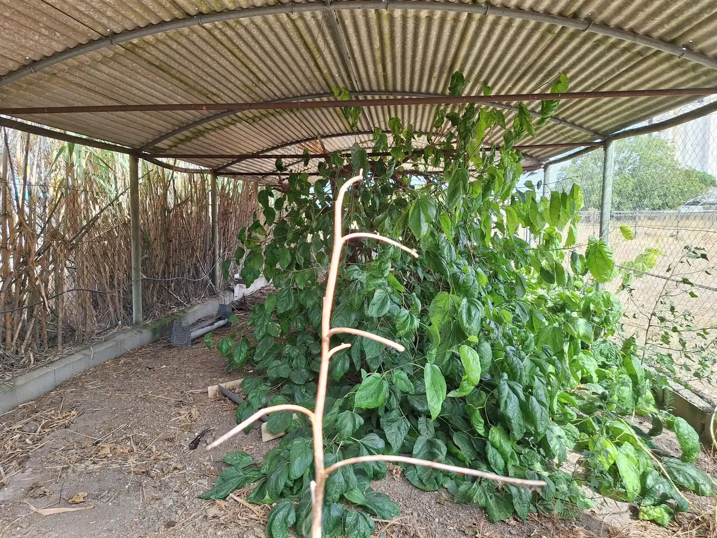Jardín de Finca rústica en venta en Peñaranda de Bracamonte