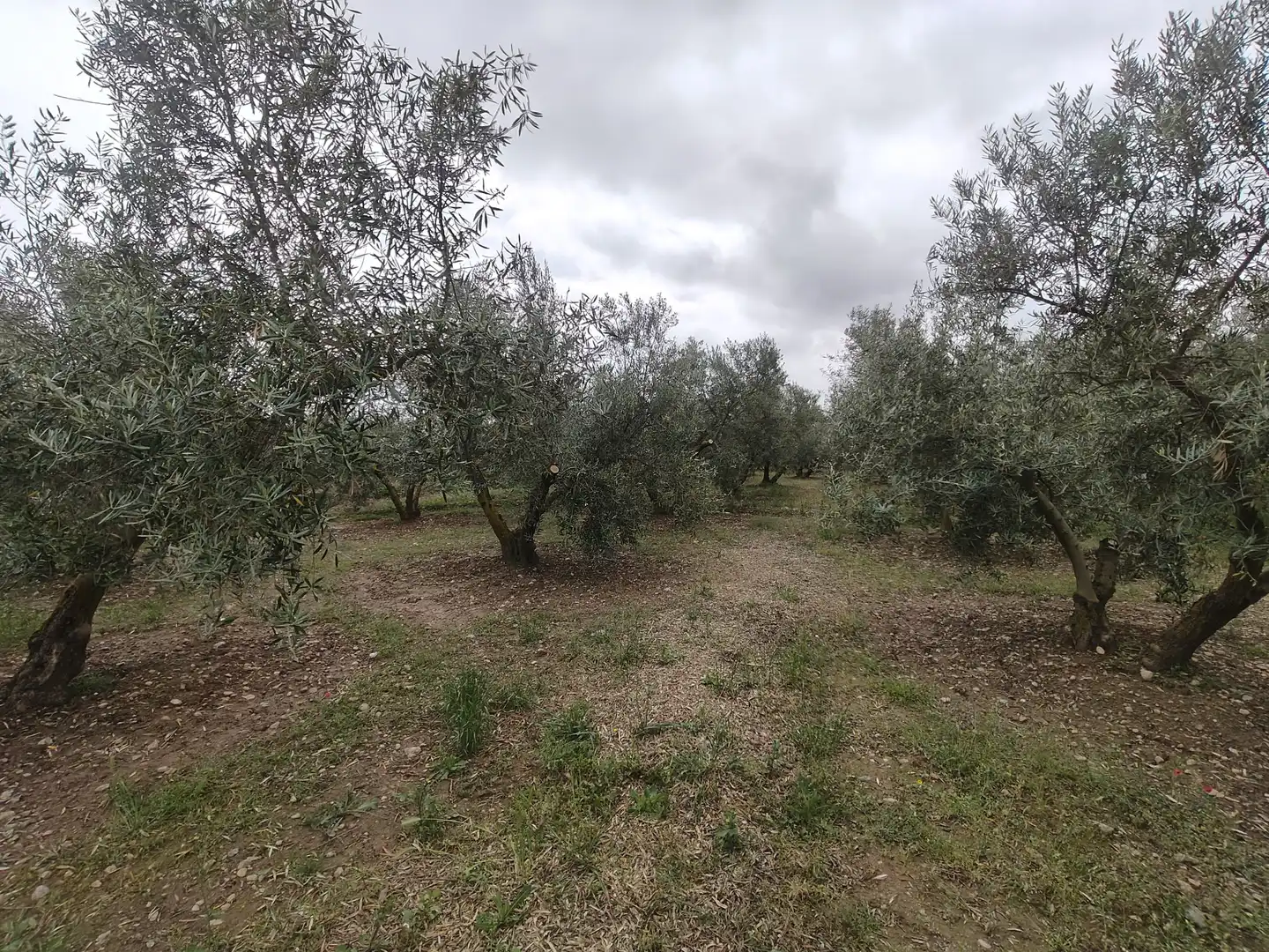 Terreni e lotti in vendita a Carretera de Caniles