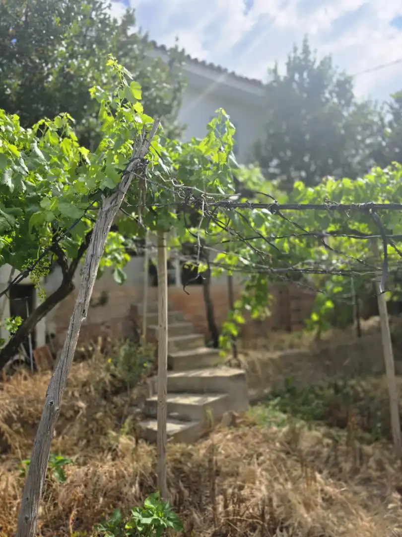 Garden of Land for sale in Vacarisses