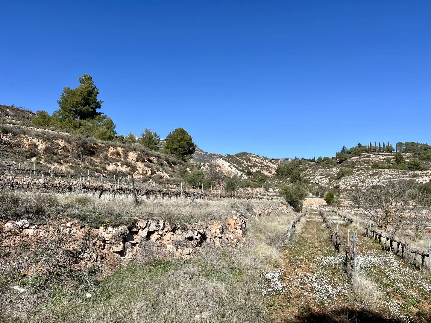 Rural land for sale in Cornudella de Montsant, imagen 6