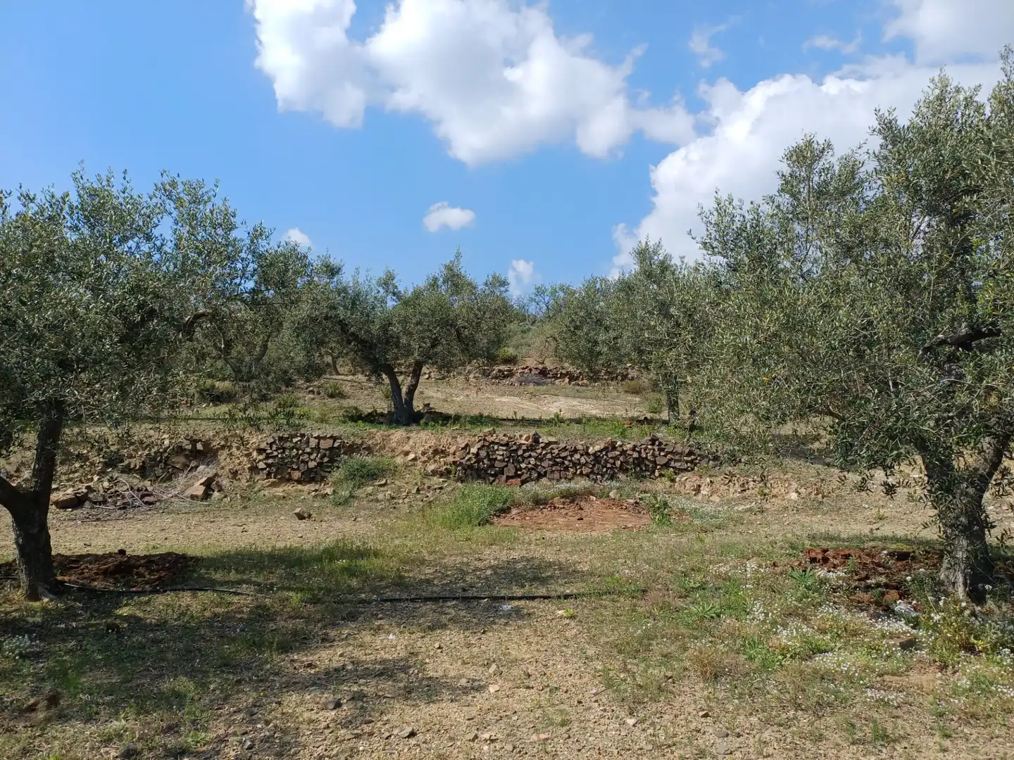 Terreno rustico in vendita a Riudecanyes, imagen 11