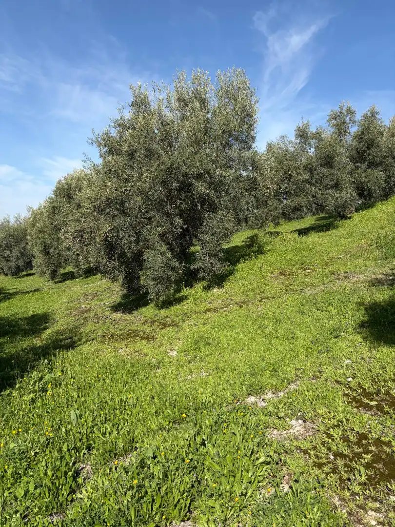 Rural land for sale in Poleares, imagen 12