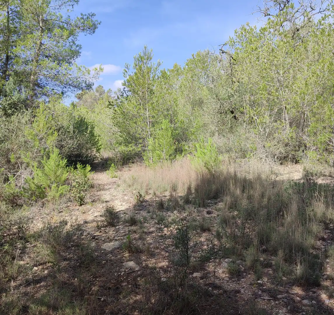 Rural land for sale in Sant Joan, imagen 5