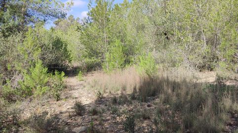 Pinar de 3048 m2 con acceso desde 2 caminos, immagine 5